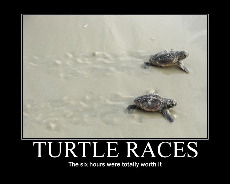 Turtle Races