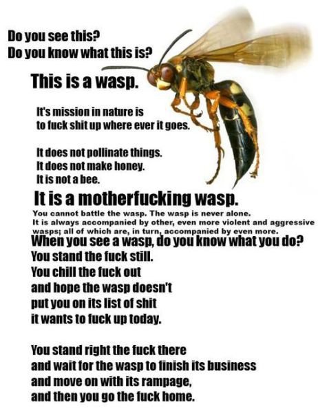 Wasps Creatures From Hell True