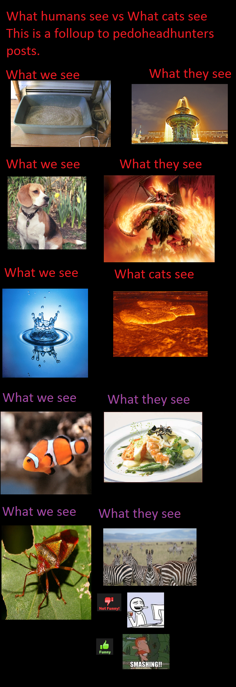 What cats see vs what humans see