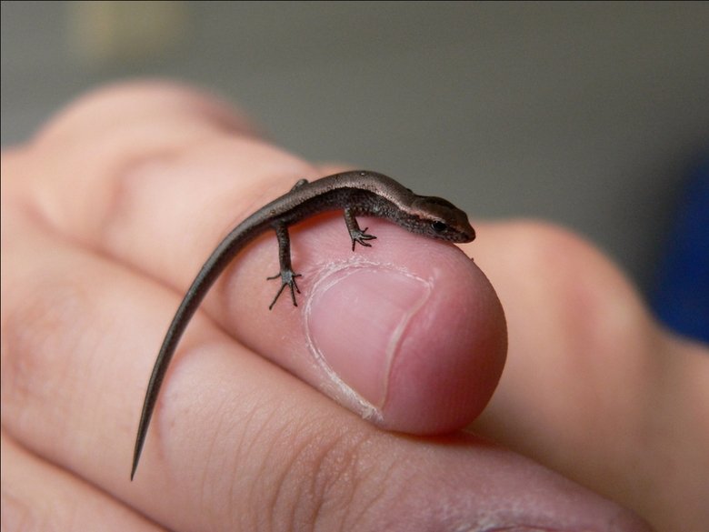 worlds smallest lizard