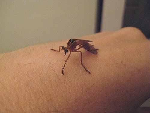 Anal Bug