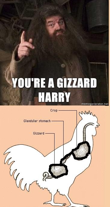 Image result for you're a gizzard harry
